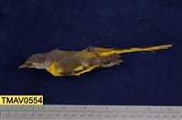 藏品(灰喉山椒鳥)的圖片